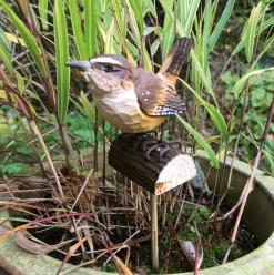 Zaunkönig Lindenholz handgeschnitzt