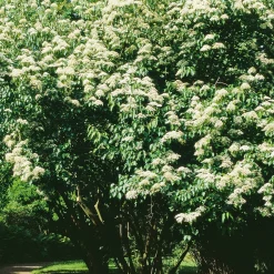 Ziergehölz Bienenbaum