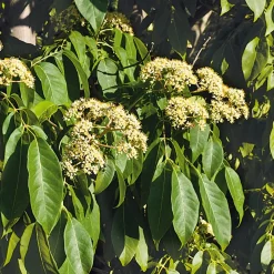 Ziergehölz Bienenbaum