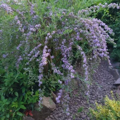 Ziergehölz Hänge-Buddleie