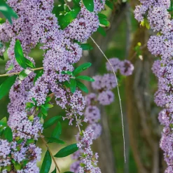 Ziergehölz Hänge-Buddleie