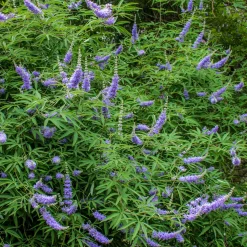 Ziergehölz Mönchspfeffer