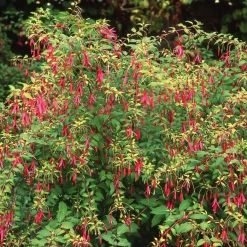 Ziergehölz Winterharte Fuchsie