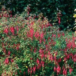 Ziergehölz Winterharte Fuchsie